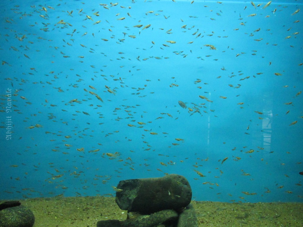 Bengaluru Aquarium – 2