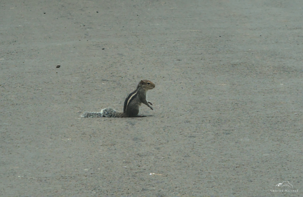 Squirrel on the road